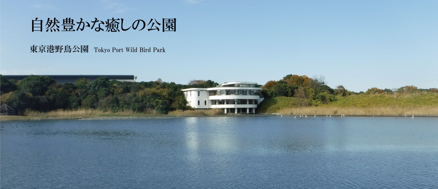 自然豊かな癒しの公園<東京港野鳥公園>