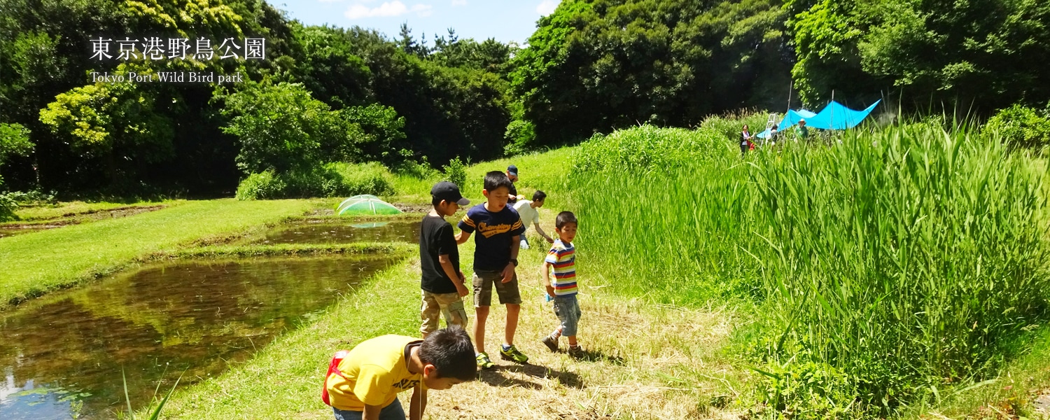 東京港野鳥公園